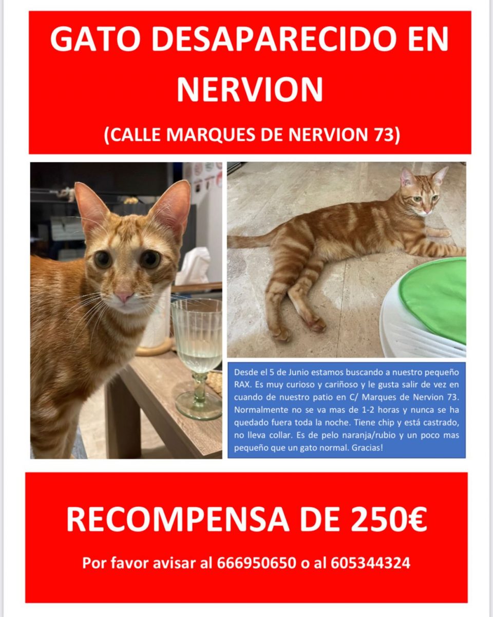 Gato atigrado naranja