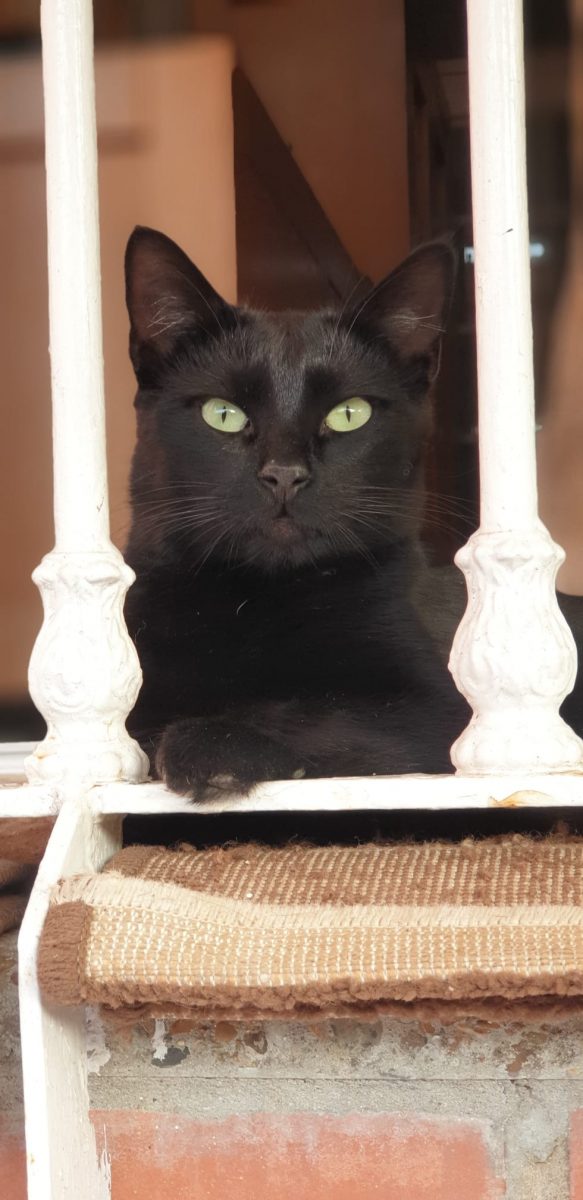 Perdida de mi Mascota