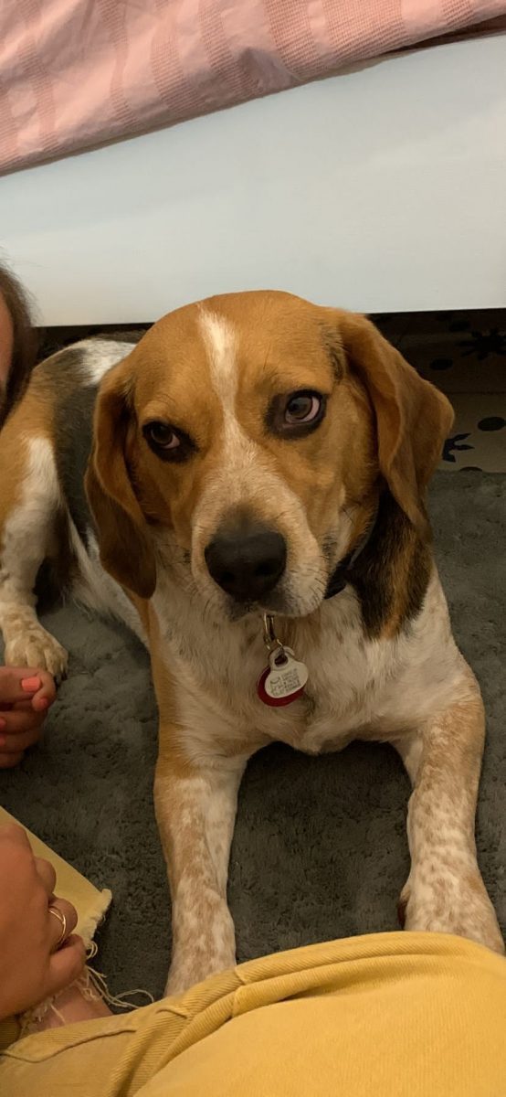 Beagle