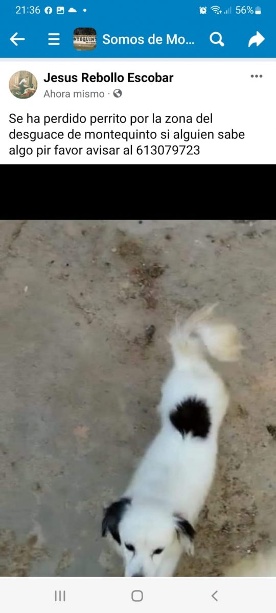 Perro perdido