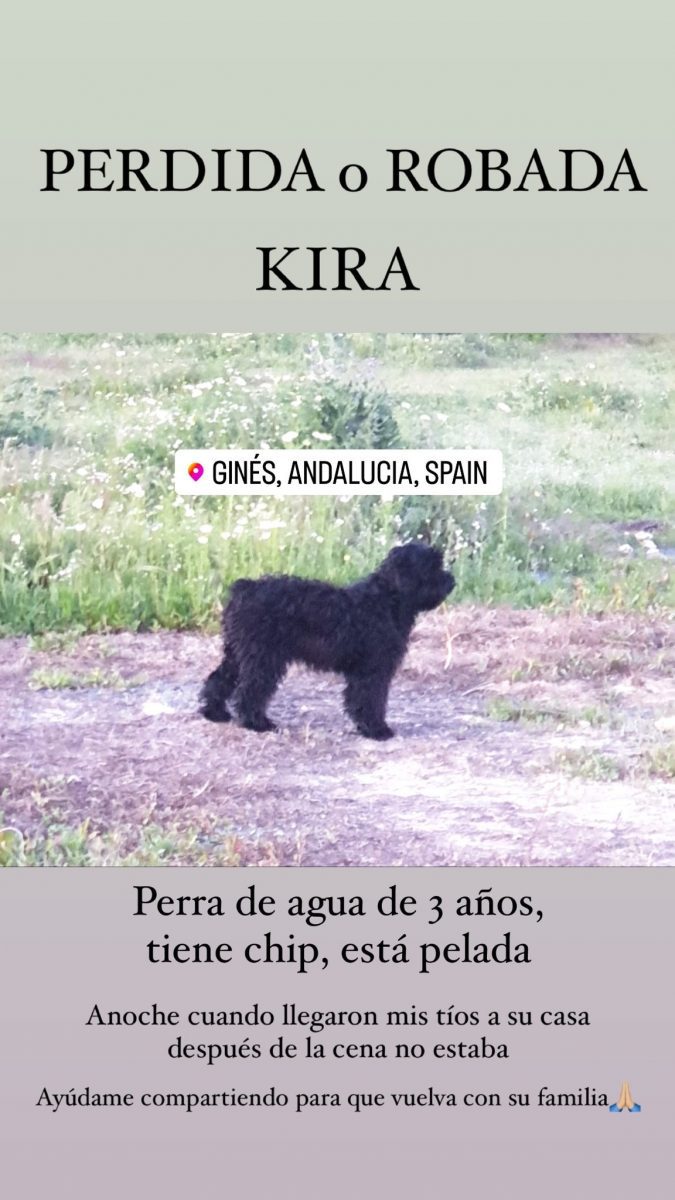 Perro perdido en gines