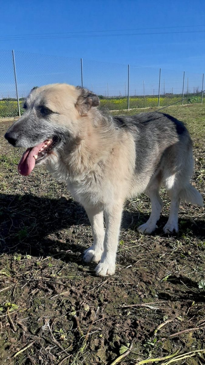 Perro encontrado