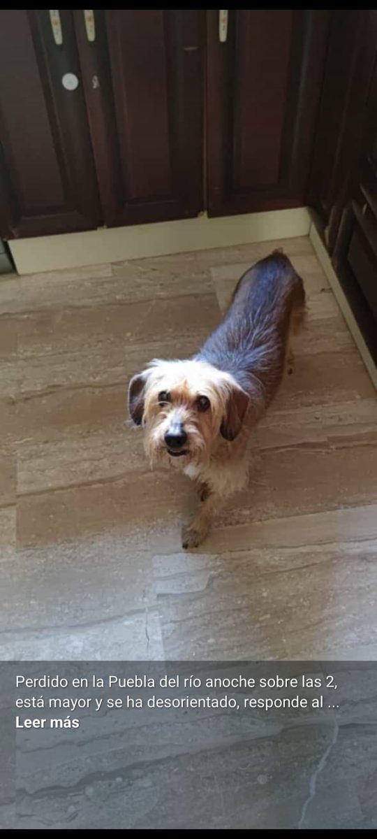 Perro perdido en La puebla del rio, sevilla