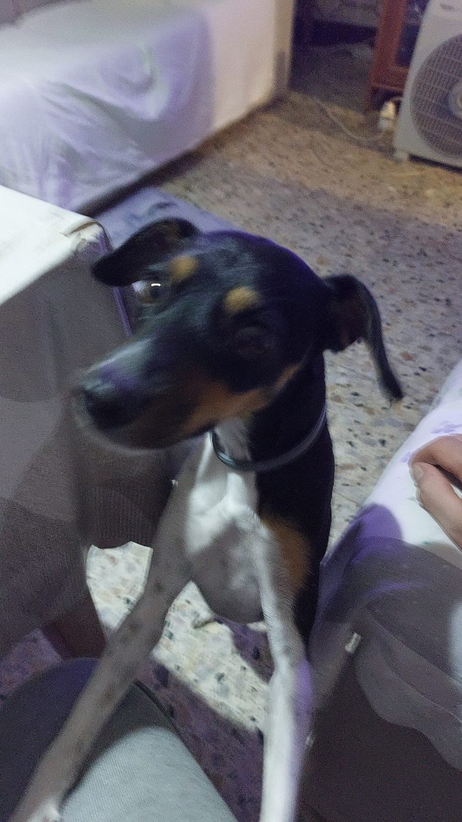 Perrita pérdida en espartinas