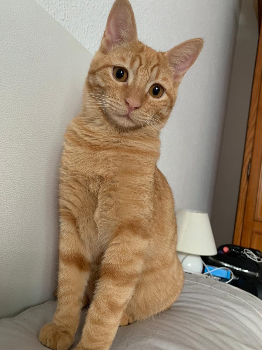 Gata perdida de color canela