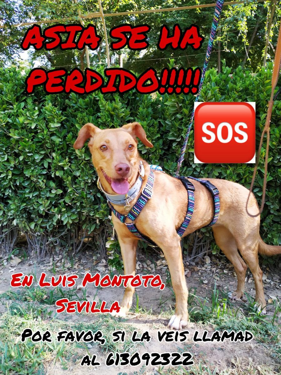Podenca perdida