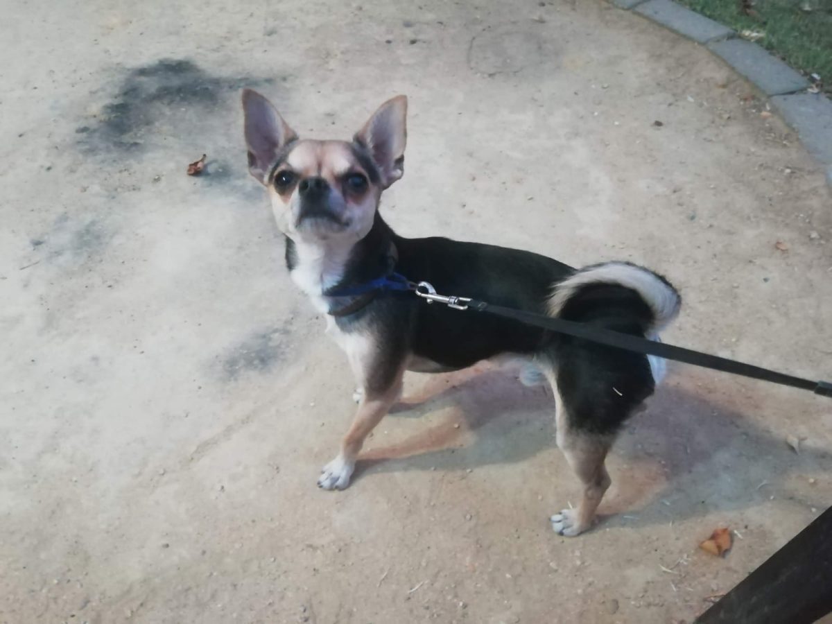 Perro Chiuaua Perdido (Triana)