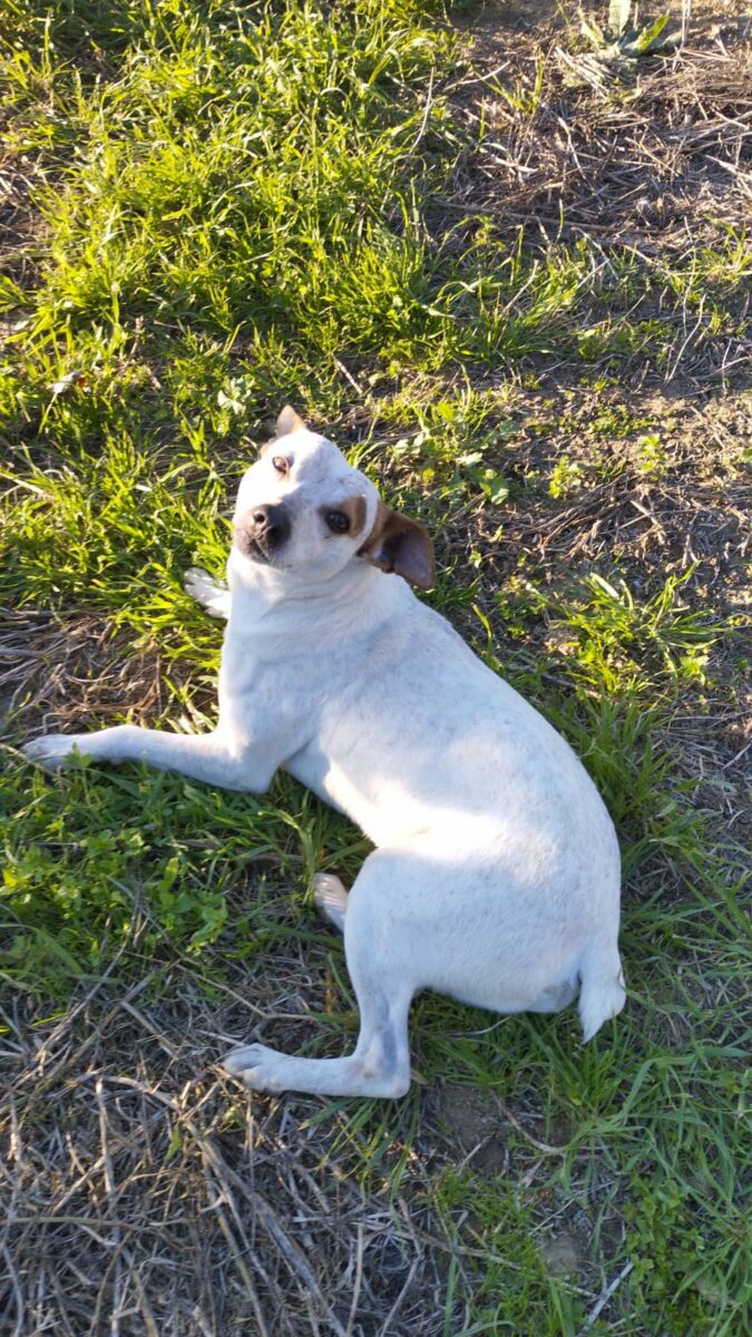 Perro perdido en Peralta (MAIRENA DEL ALJARAFE)