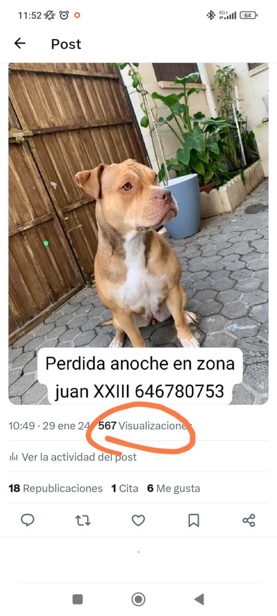 Se ha perdido mi perra shata en juan 23