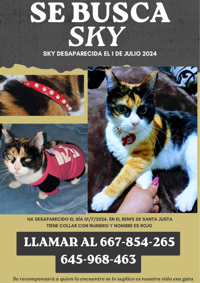 GATA PERDIDA