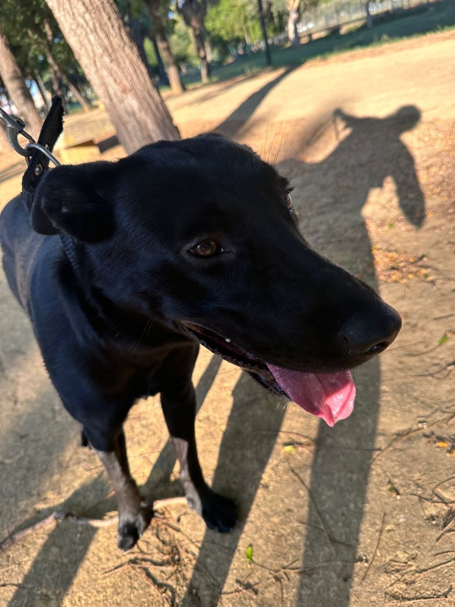 ENCONTRADO PERRO EN EL PARQUE AMATE