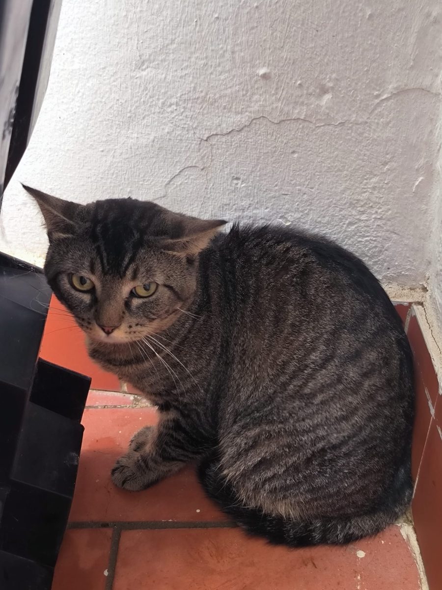 Encontrado gato Triana