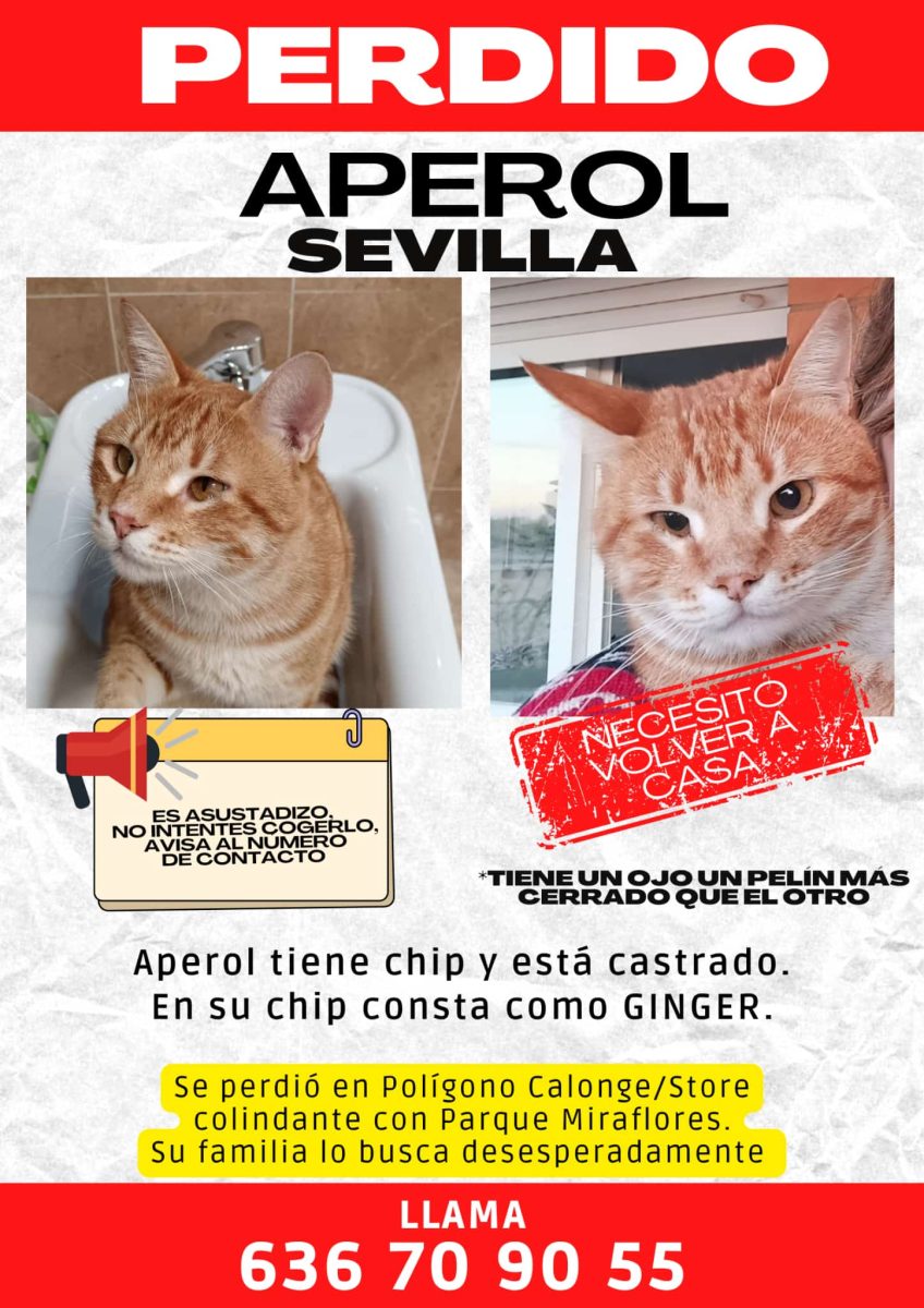 Gato perdido