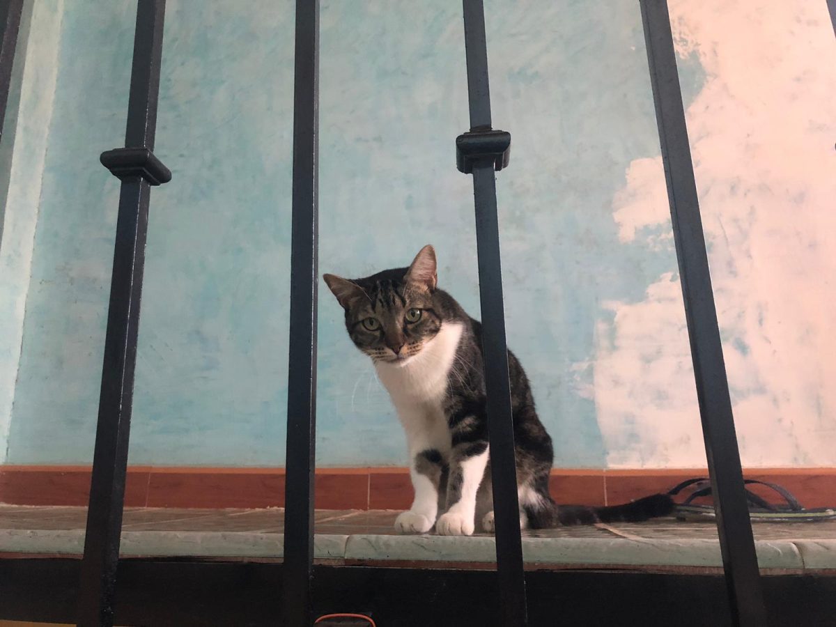 GATO PERDIDO