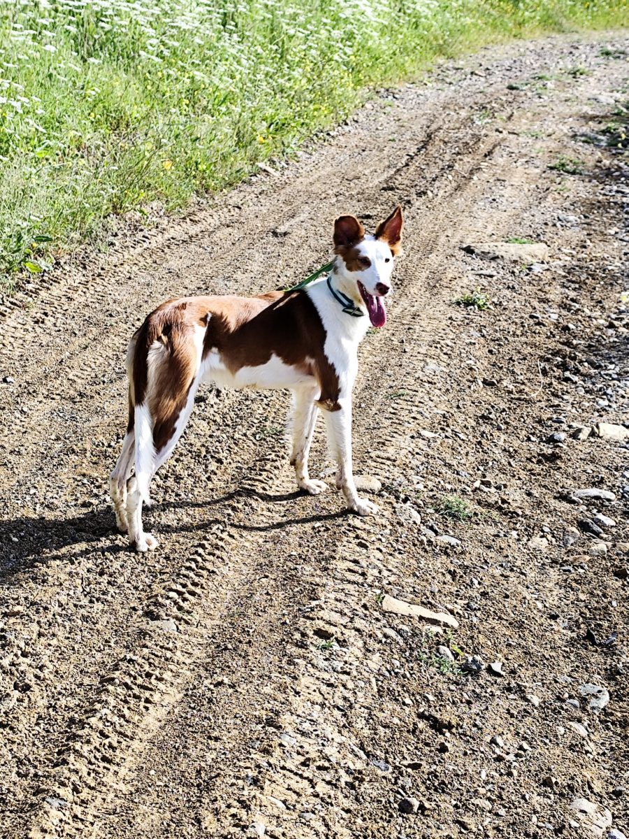 Perro perdido