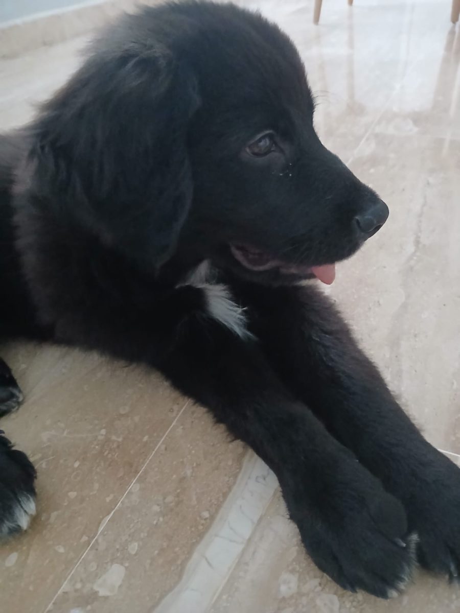Cachorro encontrado
