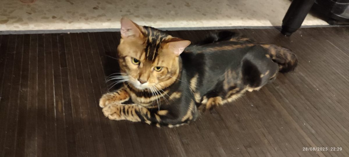Gato perdido