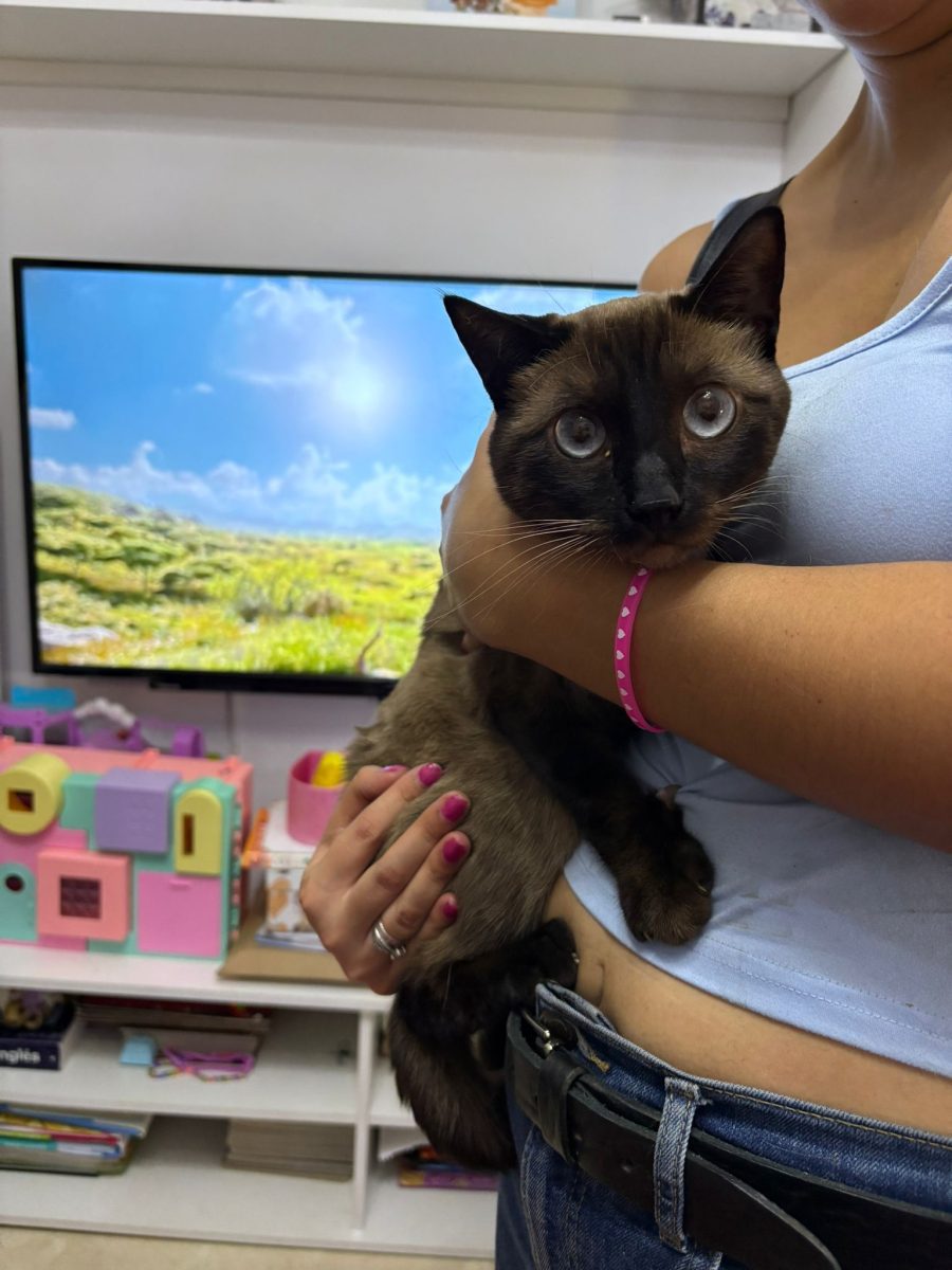 Gato perdido