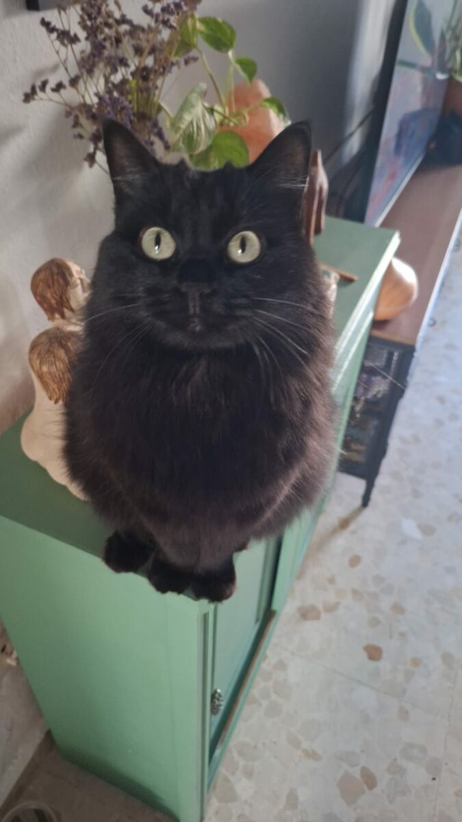 Gata perdida en Sevilla (Macarena/Rosaleda)