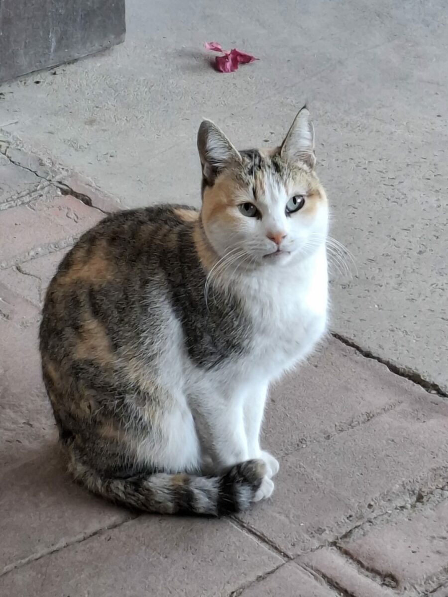 Gata tricolor perdida en San Juan de Aznalfarache