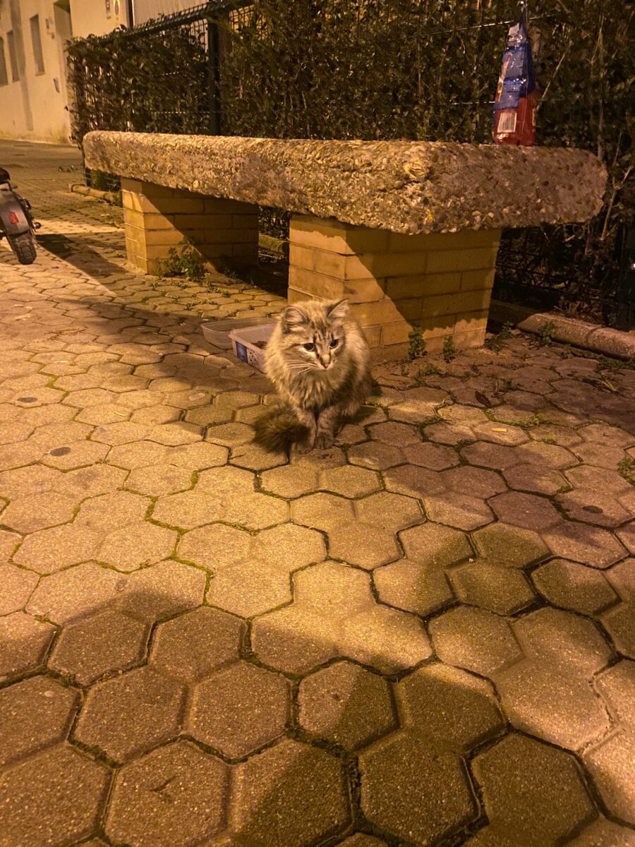 Gato encontrado