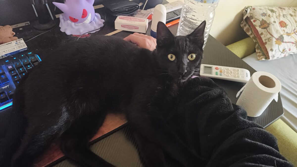 GATO NEGRO PERDIDO EN SAN FEDERICO DE ECHAJUY, DOS HERMANAS