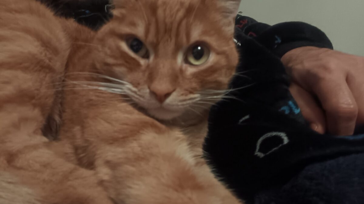 Jager gato naranja