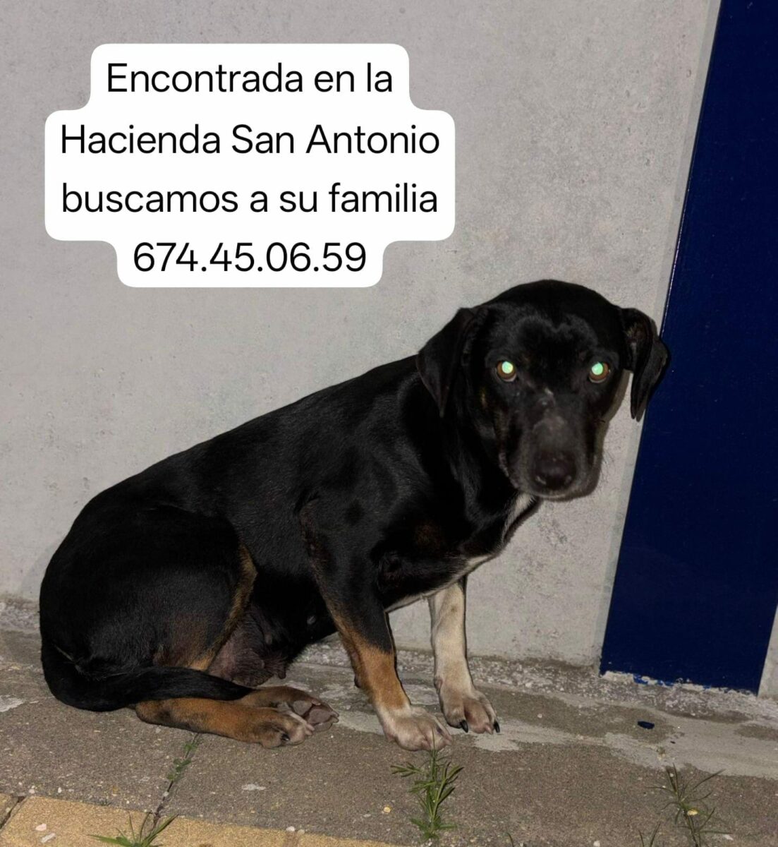 PERRITA ENCONTRADA