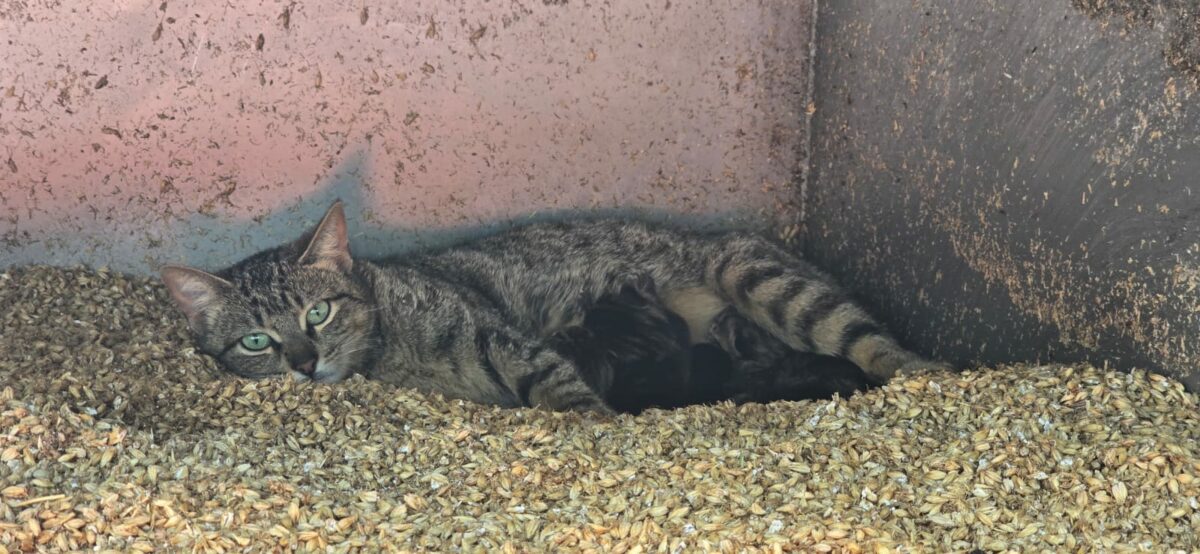 Camada Gatitos INTERMALTA