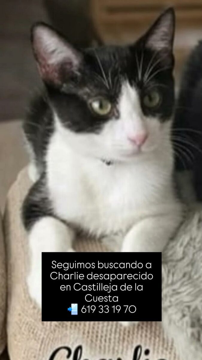 Se Busca a Charlie