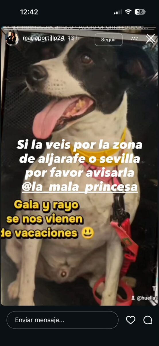 Perro perdido Rayo