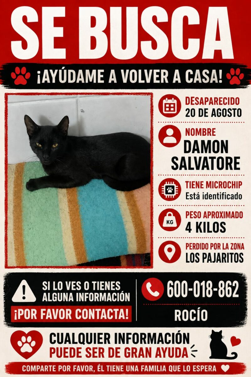 Gato perdido