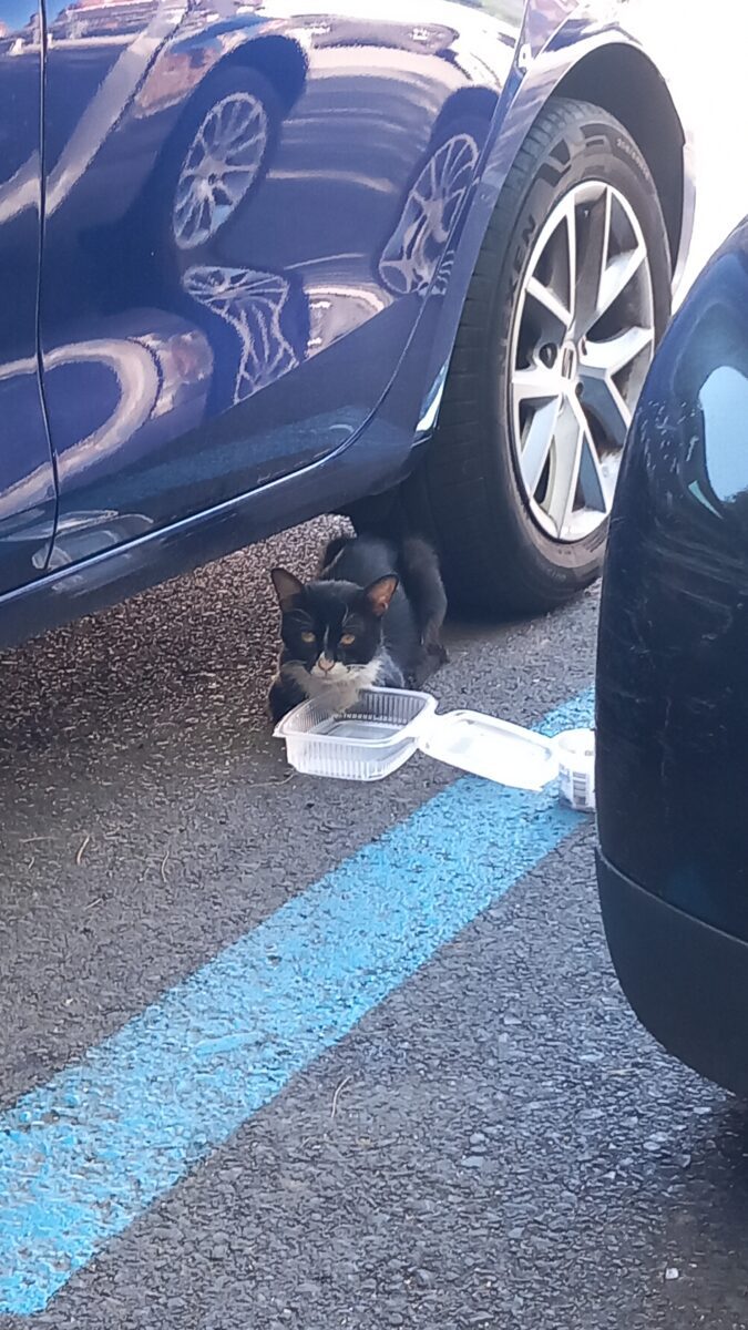 Gato negro y blanco en Bami, Sevilla