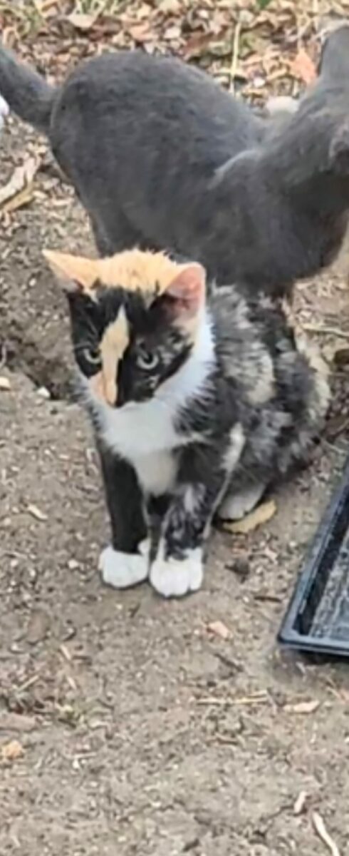 Gatita tricolor de 3 meses