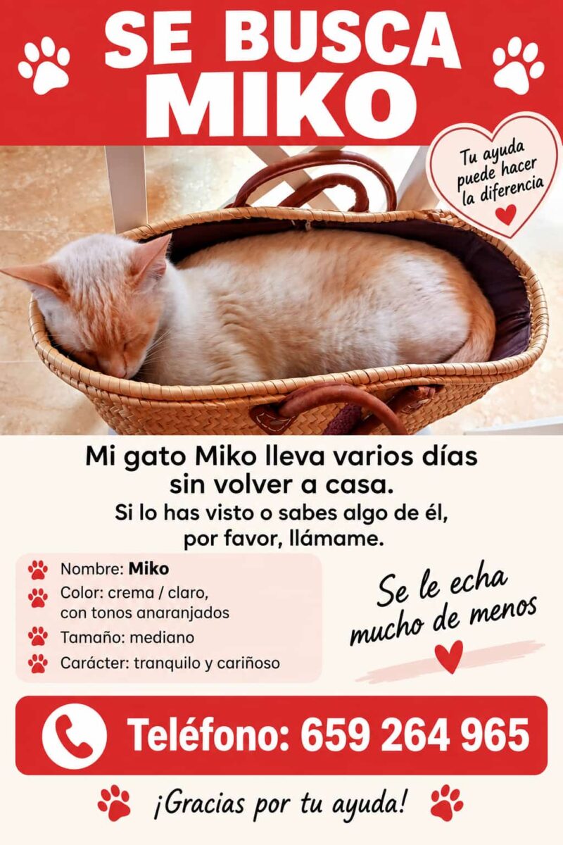 Gato perdido