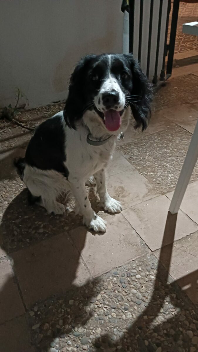 SIka extraviada