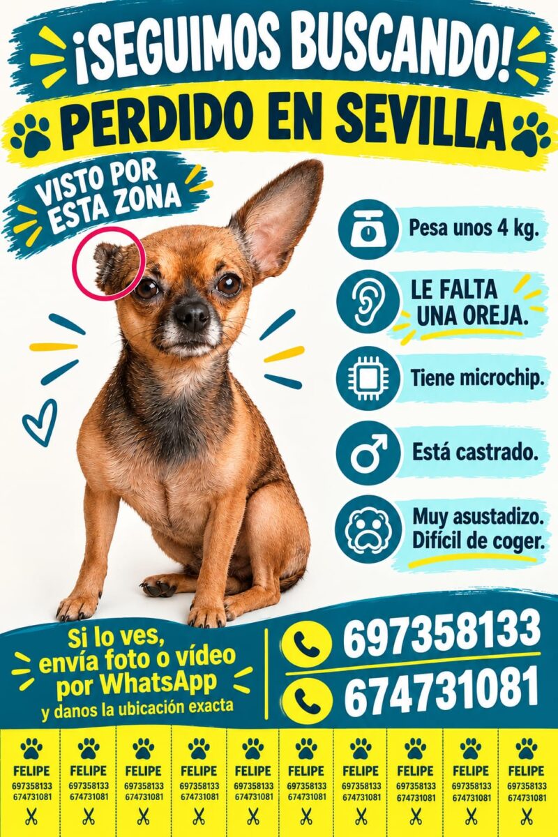 Perro perdido Felipe