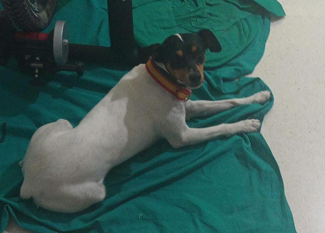 Perrita pérdida