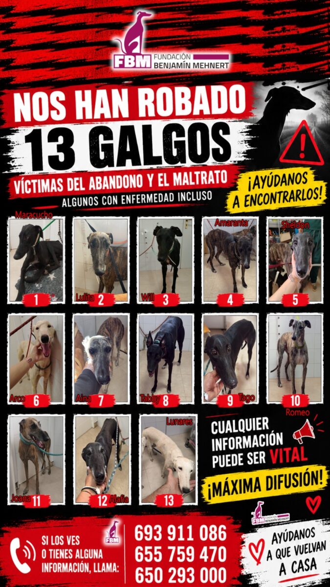 Robados 13 galgos en Sevilla