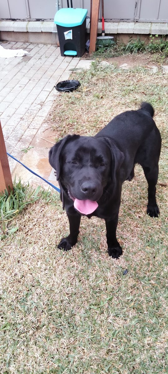 Labrador de 1 año encontrado en olivares