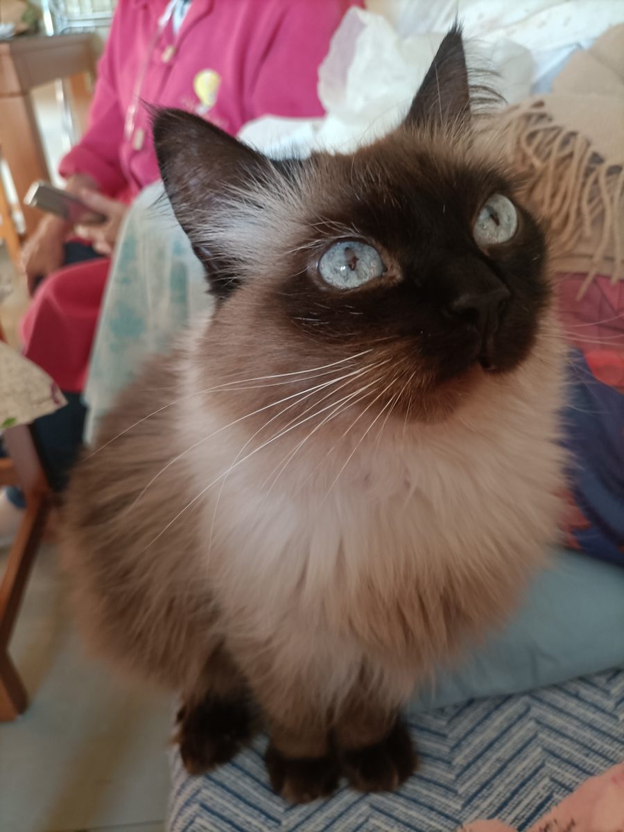 Gatita perdida
