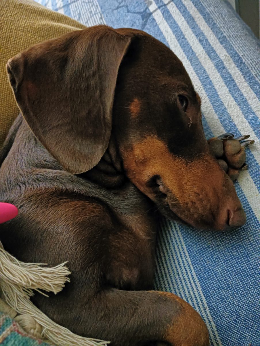Perro salchicha perdido