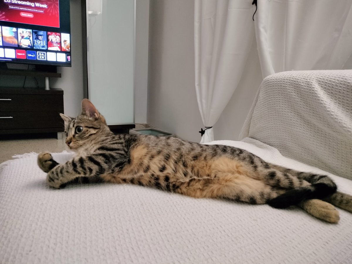 Gata perdida se llama carmona