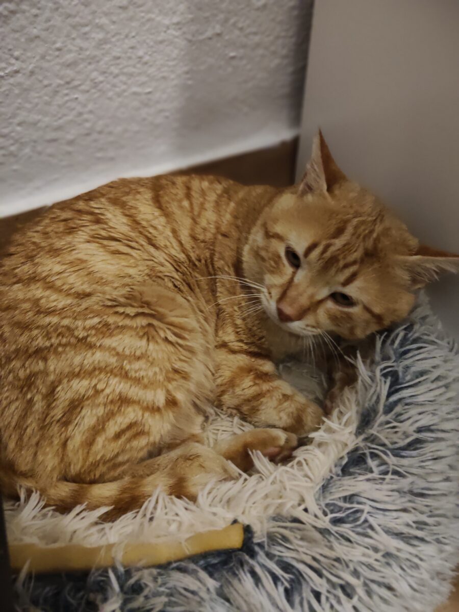 Gato naranja en Sevilla