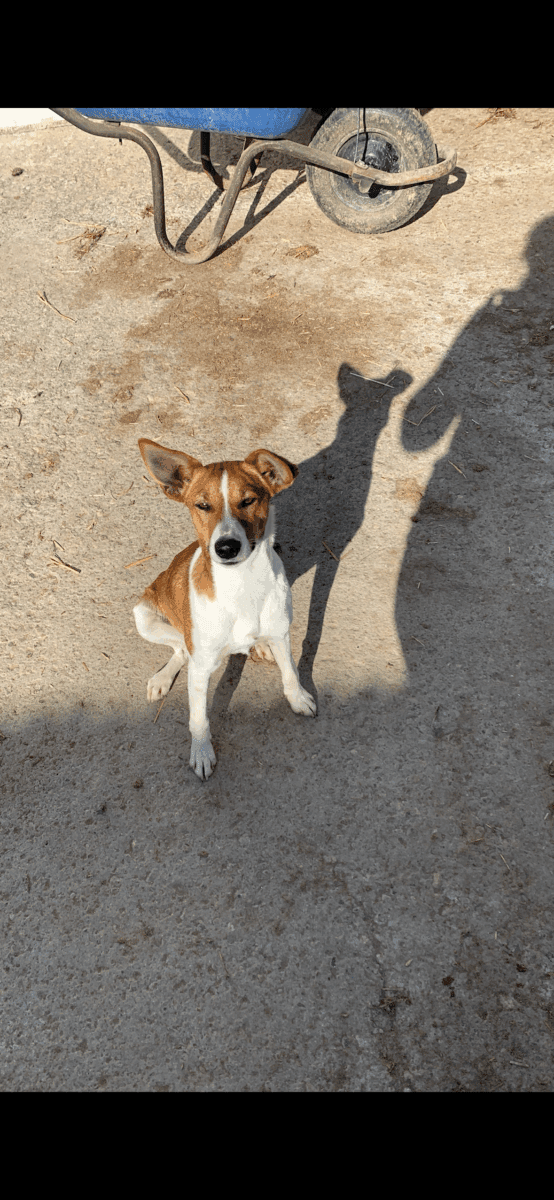 Coco se ha perdido