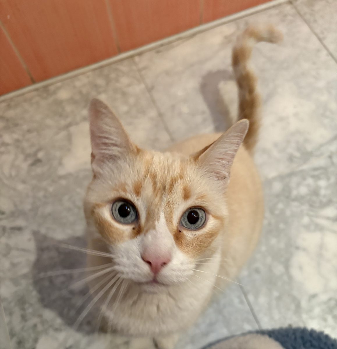 GATO DESAPARECIDO GRAN PLAZA NERVION