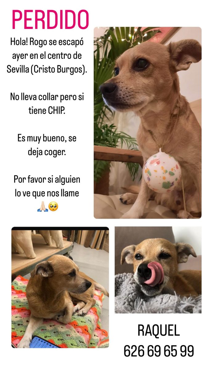 Rogo, perrito perdido