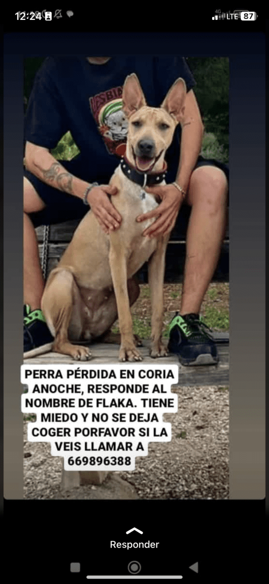 PODENCA PERDIDA EN MAIRENA ALJARAFE