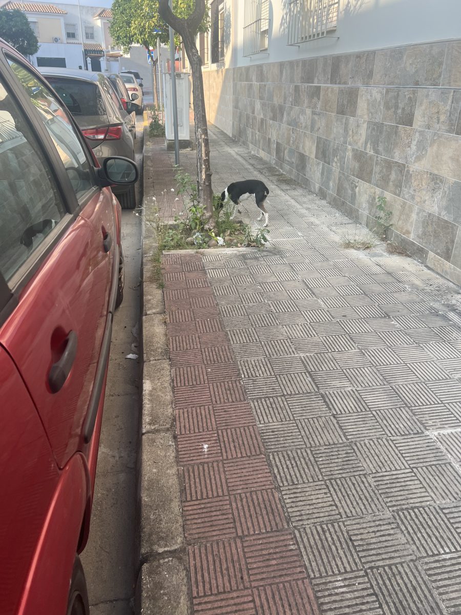 Perro/a perdido raza creo que bodeguero