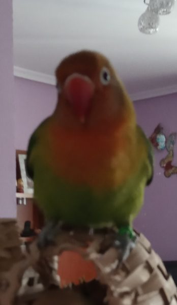 Nació sin cola. Se llama Pimpón.